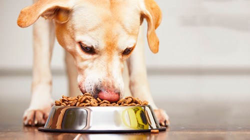 comida animal